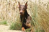 DOBERMANN 1024